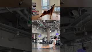 Have you tried exercising with your pet 🧘🏻‍♀️ fithub yoga gym lifestyle [upl. by Eednus]