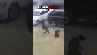 İşte Bu Yüzden Doberman En İyi Bekçi Köpeği💪🏿 [upl. by Charmian]