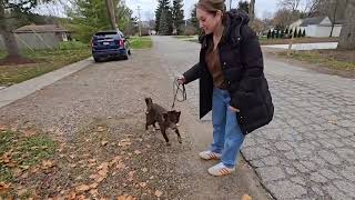 dog training leash pulling [upl. by Cath]