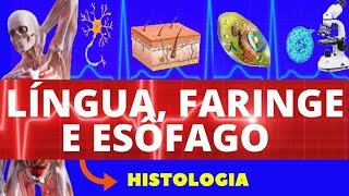 HISTOLOGIA DA LÍNGUA FARINGE E ESÔFAGO ENSINO SUPERIOR  HISTOLOGIA SISTEMA DIGESTIVO [upl. by Anisamot]