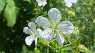 geranium pratense splish splash [upl. by Eniaral]