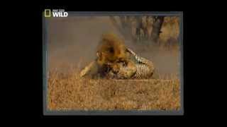 lions kill cheetah Nat Geo Wild [upl. by Enoid]