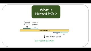 Nested PCR [upl. by Houston]