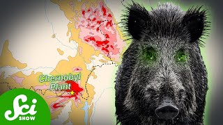 Chernobyls Radioactive Wild Boar Paradox [upl. by Lansing]