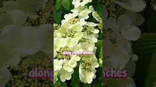 Viburnum Mariesii is the Perfect Elegant Option in Any Garden Style [upl. by Jackqueline]