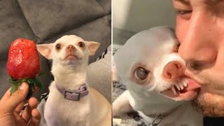 mreviatar Tiktok  Funny Tiktok angry Dogs Compilations ep1 [upl. by Ellemaj]