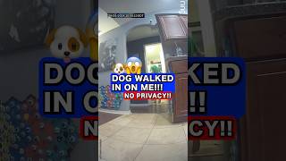 Dogs Don’t Understand Privacy 🫢 🐶 talkingdog dogs australianshepherd [upl. by Colburn]