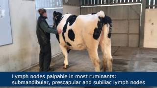 Lymph node palpation in ruminants [upl. by Rramahs866]