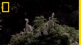 Snowy Egrets Nest  National Geographic [upl. by Manon493]