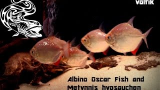 Albino Oscar Fish and Metynnis hypsauchen [upl. by Barabbas]