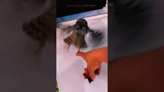 Cat Funny Videos 🥰 trending 🥰 FunnyCats Part 9443 [upl. by Obara]