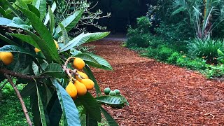 Our Favorite Grafted Loquat Trees Japanese Plums [upl. by Eilsek]