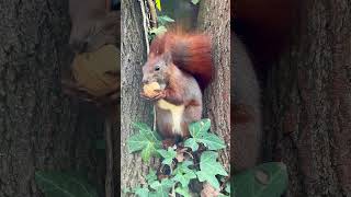 Peaceful Squirrel eating nut🐿️😍❤️ cutie nature squirrel wildlife eichhörnchen shorts [upl. by Stahl]