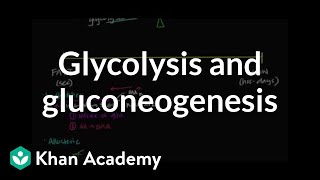 Regulation of glycolysis and gluconeogenesis  Biomolecules  MCAT  Khan Academy [upl. by Lot]