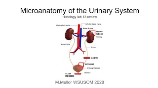 Histo  Lab 13 Micro anatomy of the Urinary System Review [upl. by Alcine647]