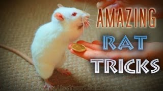 Awesome Amazing Rat Tricks [upl. by Pownall726]