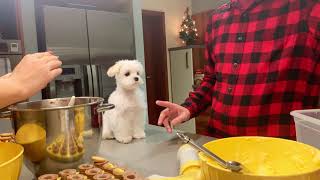 Cute Christmas cookies special video with Maltese puppy 🐶 Funny Dog Xanti 🎄 Homemade cookies [upl. by Aiblis794]