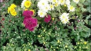 Best Fertilizer for Chrysanthemum Plant [upl. by Kalmick559]