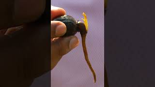 How to germination nutmeg from a seed [upl. by Roth]