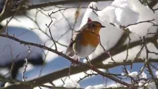 Rotkehlchen Erithacus rubecula © Lothar Lenz [upl. by Dweck]