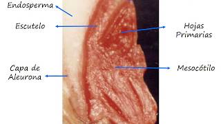 Curso sobre prueba topográfica por Tetrazolio en Triticum Aestivum [upl. by Ahsetal]