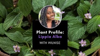 Plant Profile Lippia Alba with Wilnise [upl. by Hamner910]