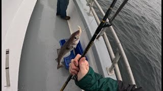 Memorial Day  Eastmans Fishing cod fishing deepseafishing maine fish [upl. by Ayokahs550]