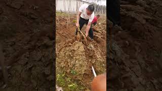 種植粉葛高產量的技術分享，袋子種植生根發芽Techniques for growing kudzu with high yields bag planting takes root ，sprouts [upl. by Retha]