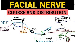 Facial Nerve Anatomy  1  Course and Distribution [upl. by Greenburg]