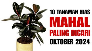 10 Tanaman Hias Mahal Paling dicati di Bulan Oktober 2024 [upl. by Gerome480]