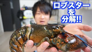 ロブスターをそのままさばいて味噌汁で食べるよ！！ [upl. by Murdoch]