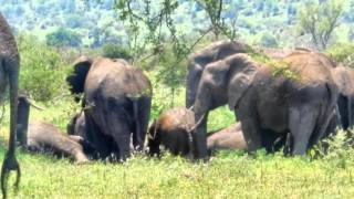 Olifanten  Elephants in Het Kruger Parkmpg [upl. by Erek288]