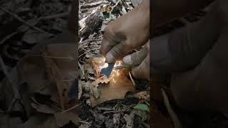 Make a fire using antiseptic hand sanitizer 🔥 survival camping bushcraft lifehacks [upl. by Kinson270]