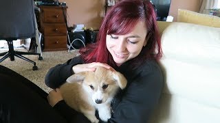 Corgi Puppys First Week With New Family  Friends and Family meet Mia [upl. by O'Carroll]