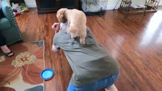 Toy Poodle named Maple Bourbon doing tricks [upl. by Hildagard]