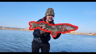 Pike Fishing at Fort Whyte Alive [upl. by Opal]