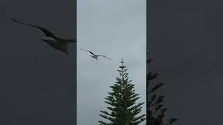 Newzealand Orewabeachseabirds music [upl. by Rabassa]