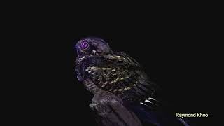 Largetailed nightjar Caprimulgus macrurus Kaeng Krachan Thailand nature birds [upl. by Ora]