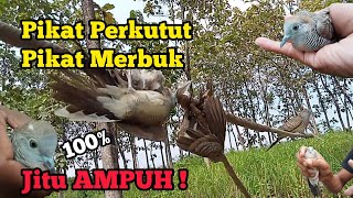 Pikat PerkututMerbuk Jitu Ampuh Menarik Lawan mp3perkutut pikatperkutut perkututgacor [upl. by Oulman440]