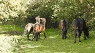 The Exmoor Ponies of Folly Farm [upl. by Lowery593]