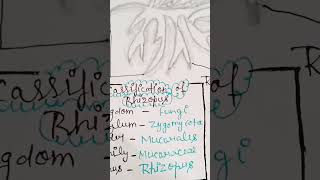 RHIZOPUS Bsc 1st semester botany  music trending viral video [upl. by Migeon211]