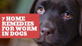 7 home remedies for worms in dogs [upl. by Holmann]