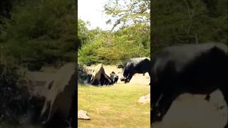 quotBrave Buffalo Herd Fights Back to Save Their Friend from lionquot [upl. by Nylavad243]