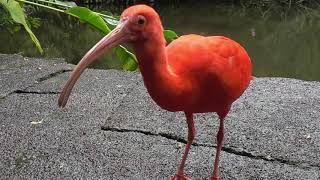 Scarlet Ibis [upl. by Ayar]