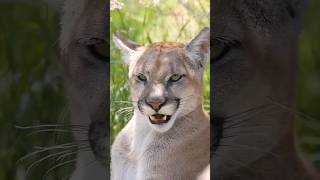 Close up with a mountain lion [upl. by Ennairda]