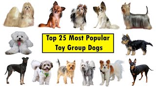 Top 25 Toy Group Dog Breeds [upl. by Dupuis]