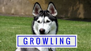 What Does Dog Growling Mean Why Do Dogs Growl And What To Do [upl. by Nunci]