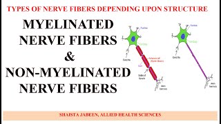 Myelinated and Non Myelinated Nerve Fibers  Types of Nerve Fibers Depending Upon Structure [upl. by Antipas]