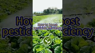 How to boost pesticide efficiency shortvideo howto garden youtubeshorts viralvideo plants [upl. by Ecnedac]