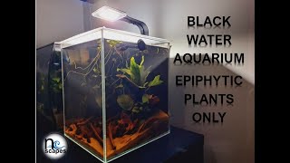 Black Water Aquascape Build Epiphytes Aquarium Plants Only For Female Betta Fish [upl. by Gonnella]